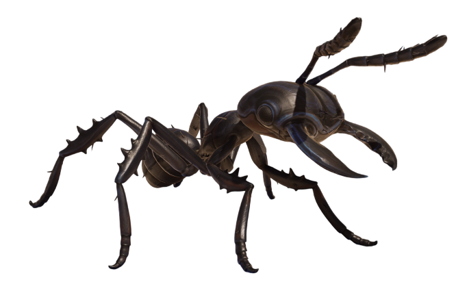 Black Soldier Ant
